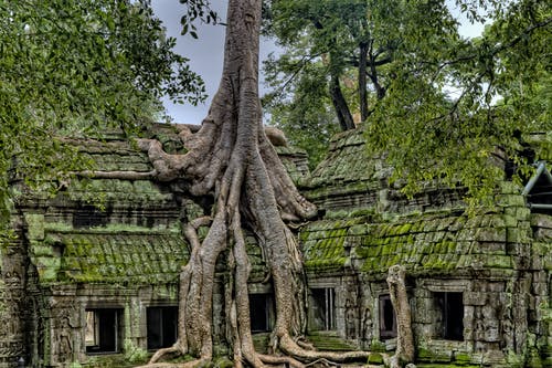 Free Building With Tree Stock Photo
