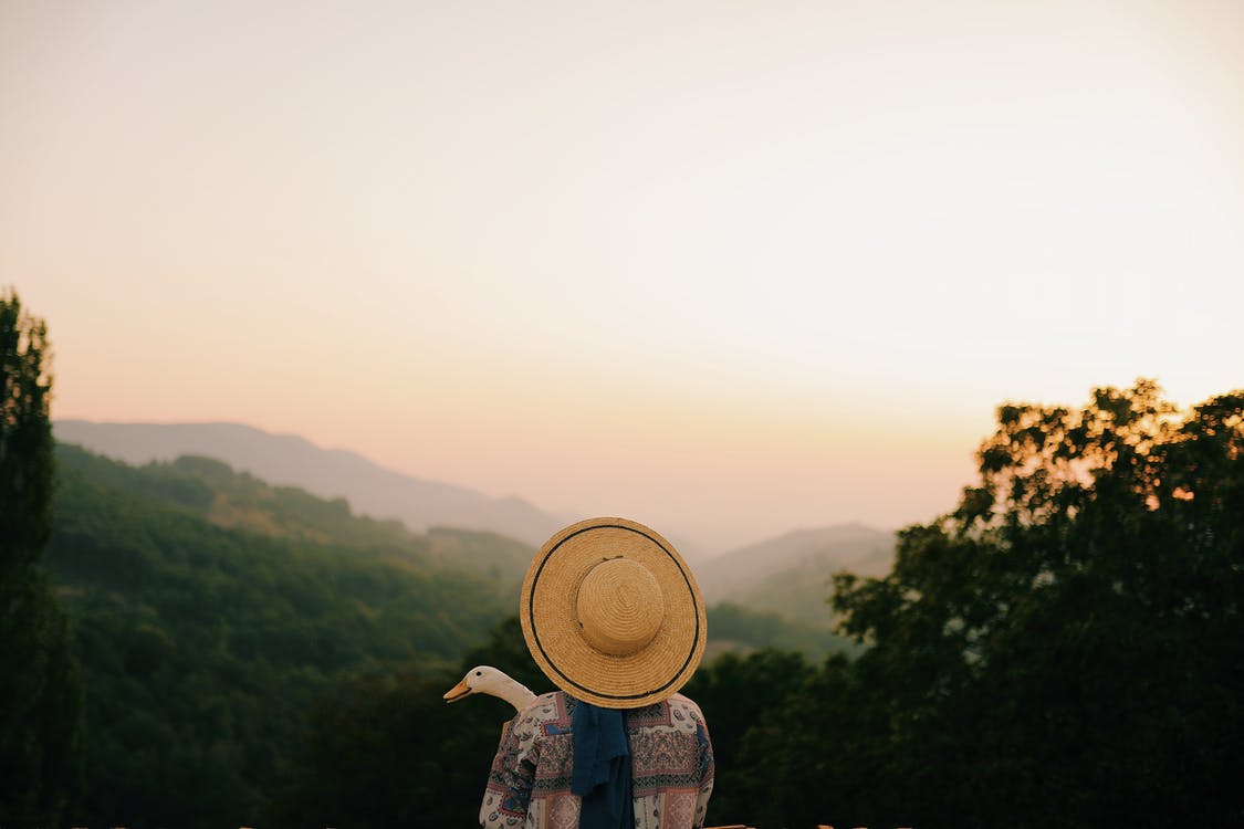 Free Back view of unrecognizable person in hat and casual clothes standing with white goose while admiring mountainous landscape covered with green trees under cloudless sky at sundown Stock Photo