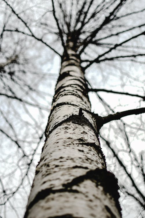 Free Low Angle Shot of Tree Trunk with Branches Stock Photo