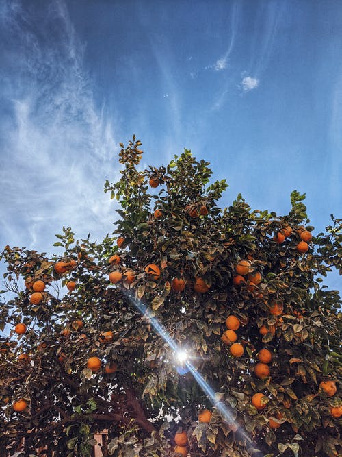 Free Photo Of Orange Tree Under The Sun Stock Photo