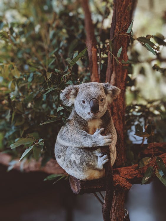 Free Gray Koala Bear Hugging Tree Branch  Stock Photo